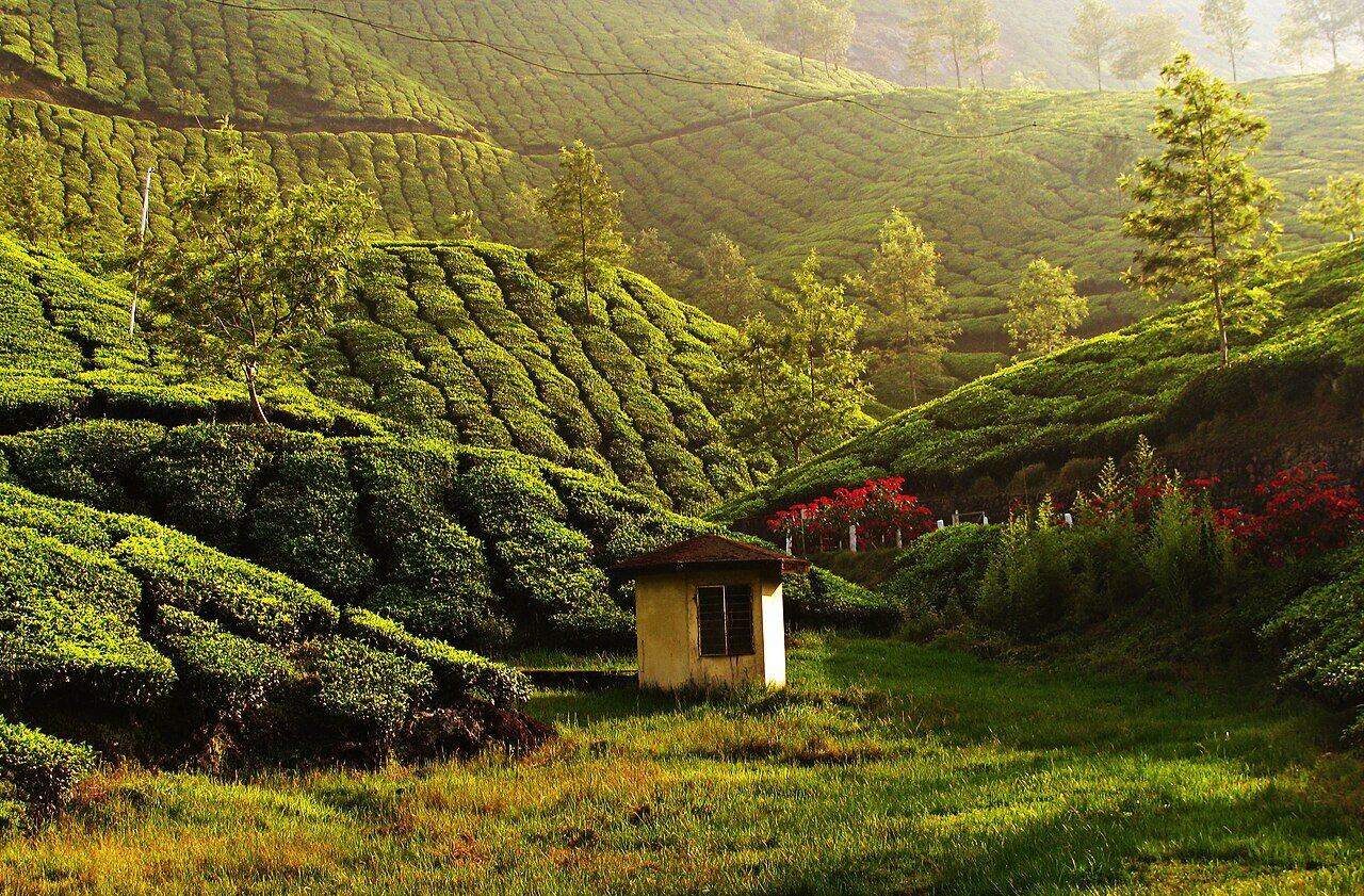 Plantaciones de té en las colinas de Munnar