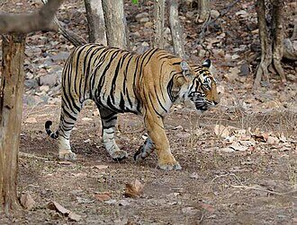 Tigre de Bengala en libertad