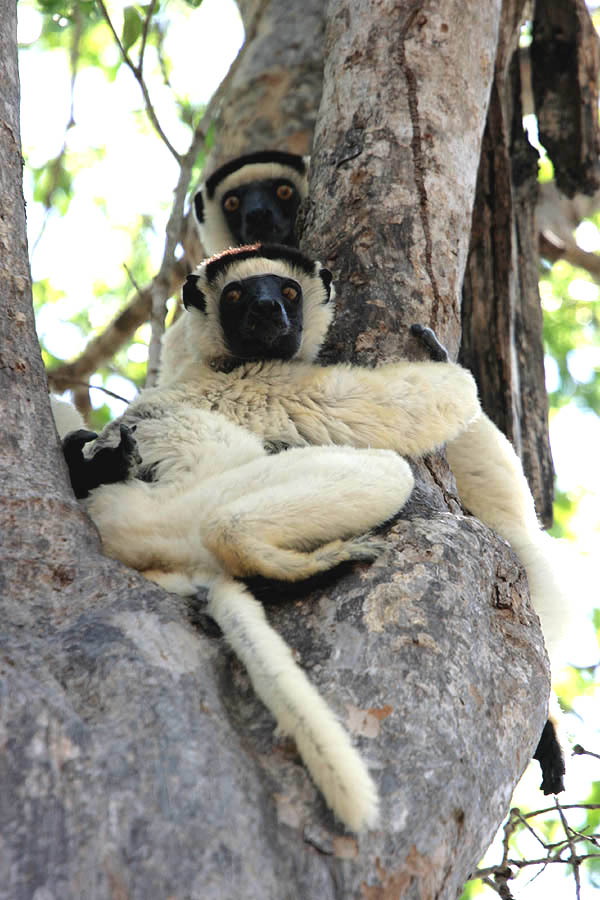 Sifacas de Verreaux en Kirindy