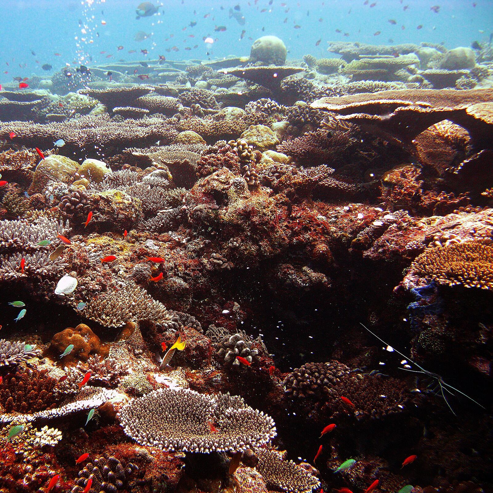 Arrecife de coral y peces tropicales en Maldivas