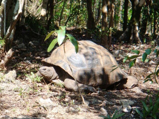Tortuga gigante en la reserva de Île aux Aigrettes