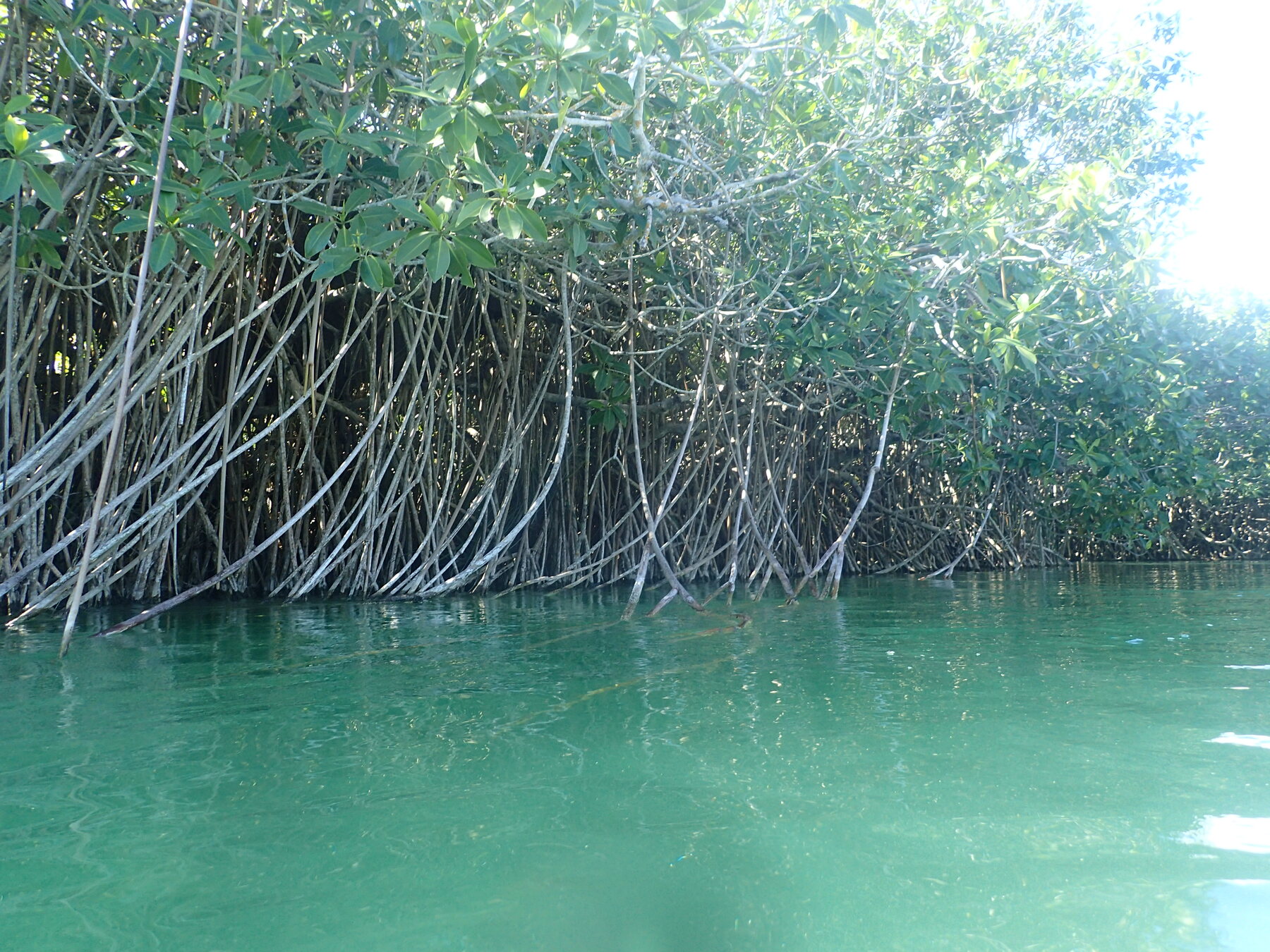 Canal de agua turquesa entre manglares en la reserva de Sian Ka’an