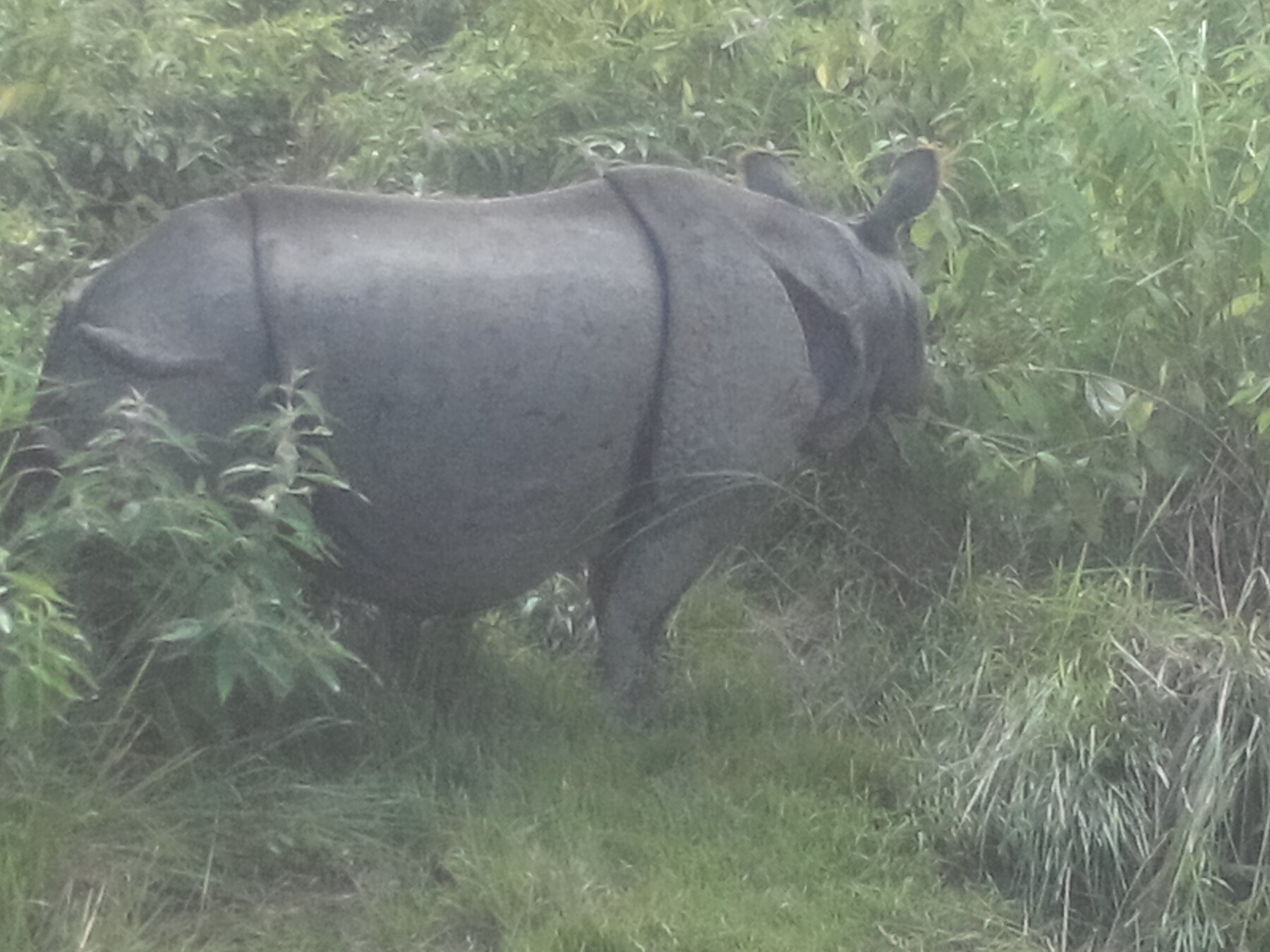 Rinoceronte asiático en Chitwan