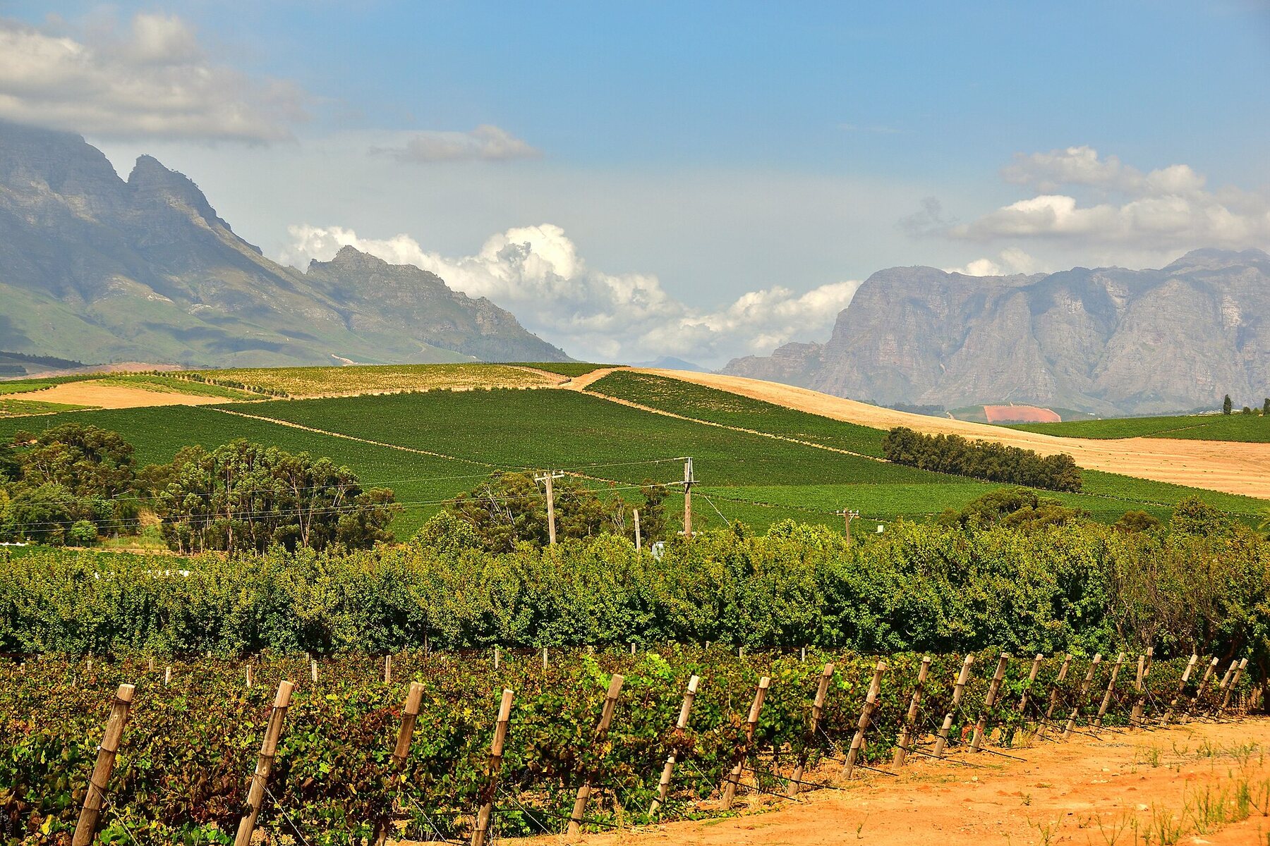 Viñedos verdes de Stellenbosch rodeados de montañas