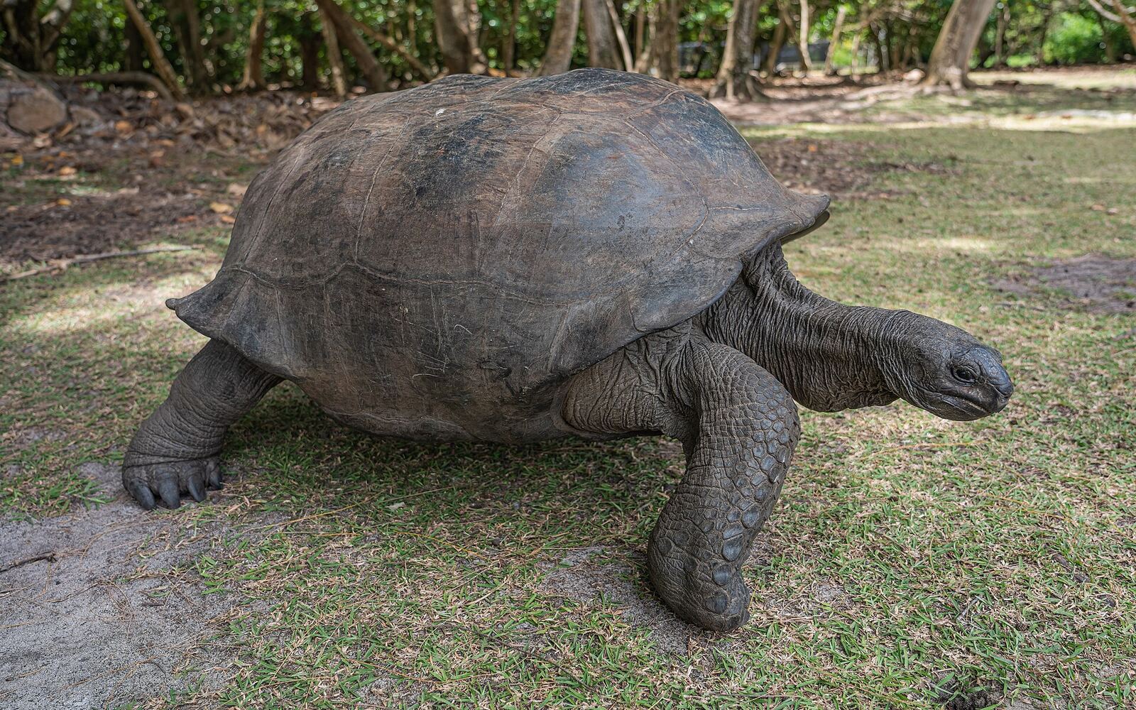 Tortuga gigante de Aldabra en Curieuse