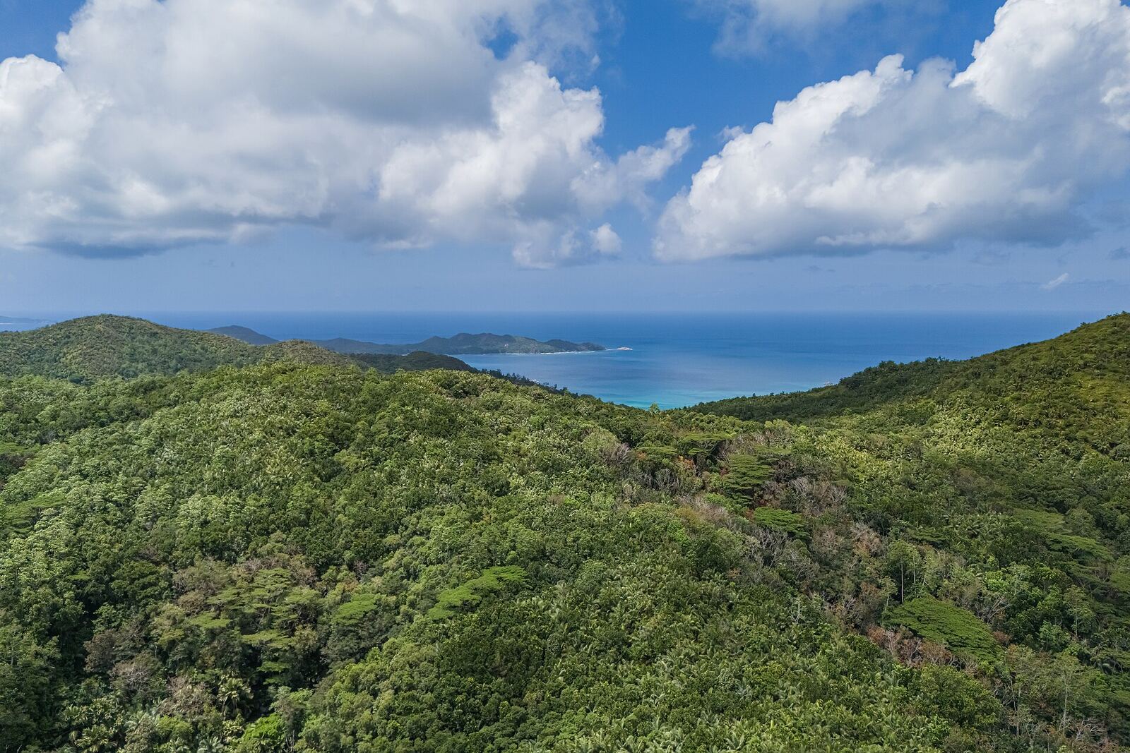 Selva de palmeras en Vallée de Mai, Praslin