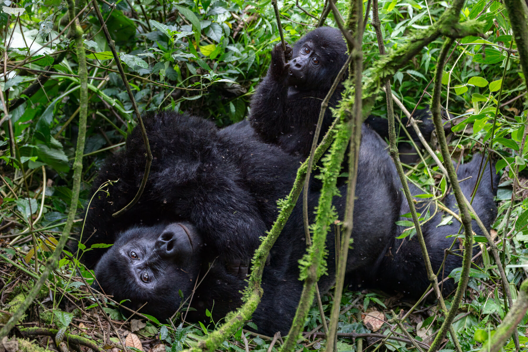 Gorila de montaña entre la vegetación del bosque de Bwindi
