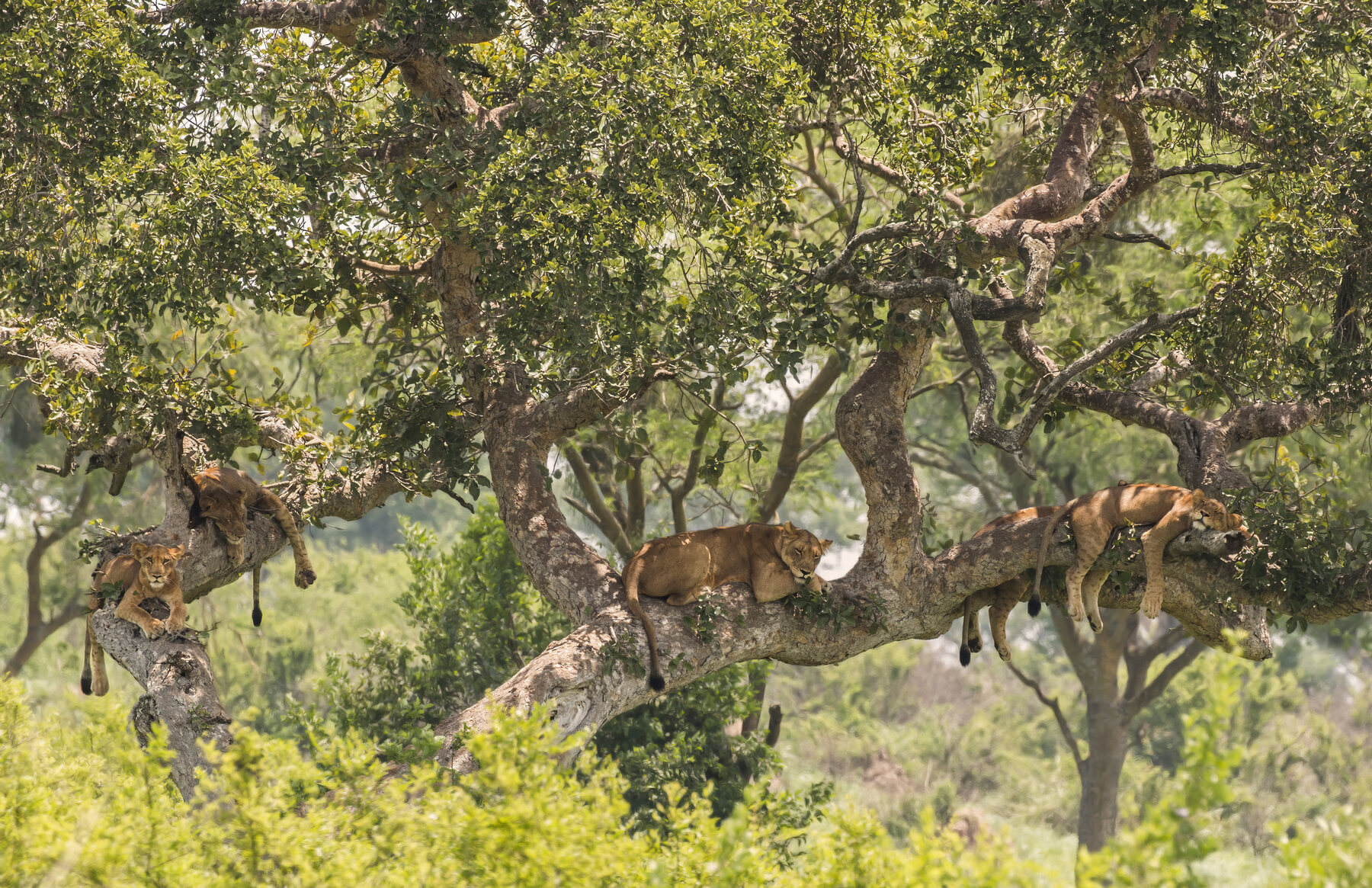Cinco leones descansan sobre las ramas de un árbol en Ishasha