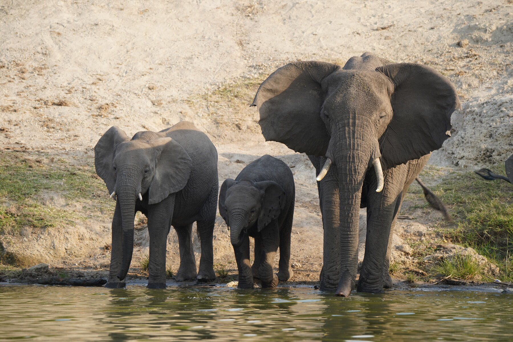 Manada de elefantes cerca del canal de Kazinga en Queen Elizabeth National Park