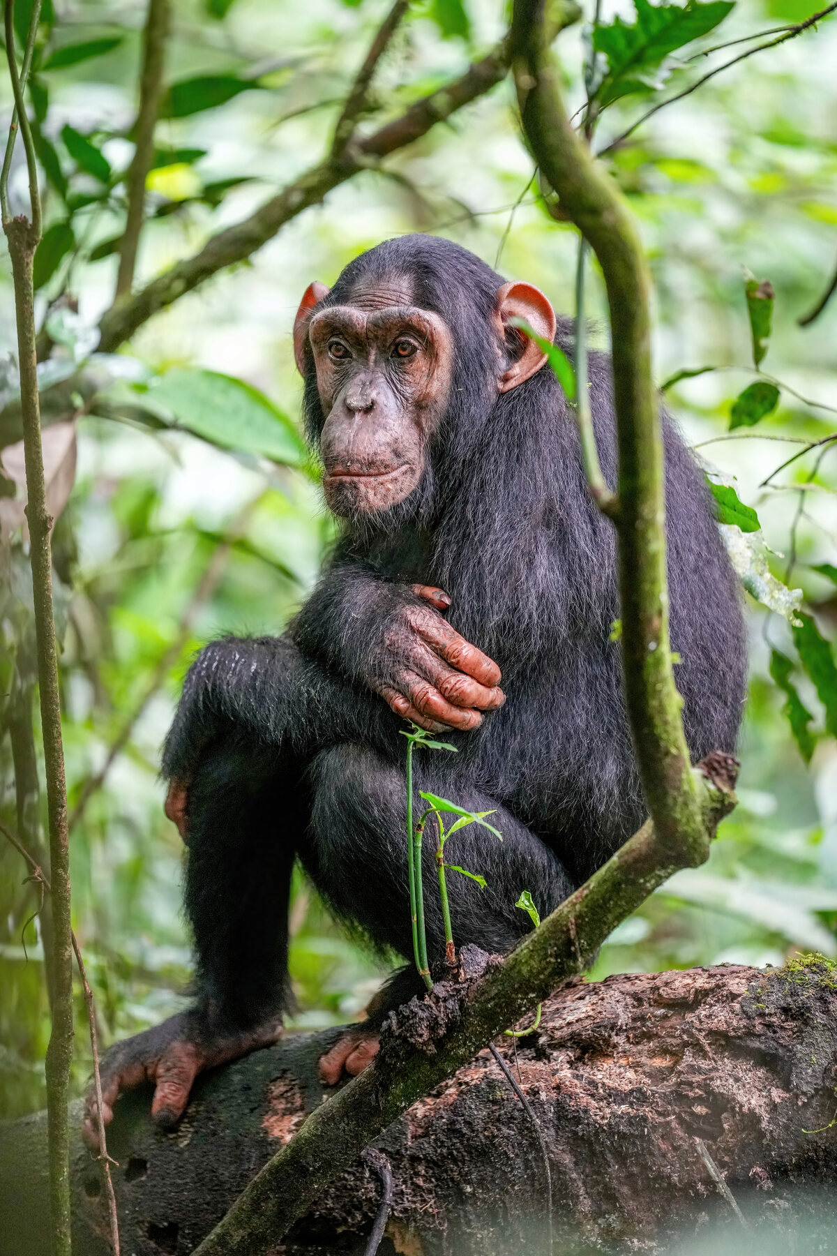 Chimpancé sentado entre la vegetación del Parque Nacional de Kibale