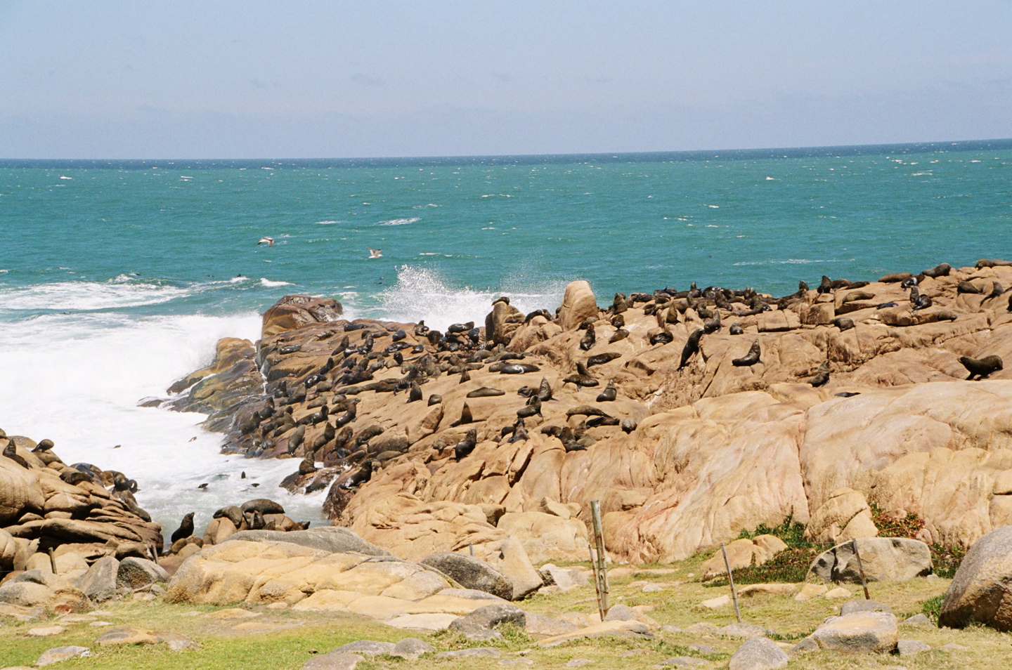 Lobos marinos descansando entre las rocas de Cabo Polonio