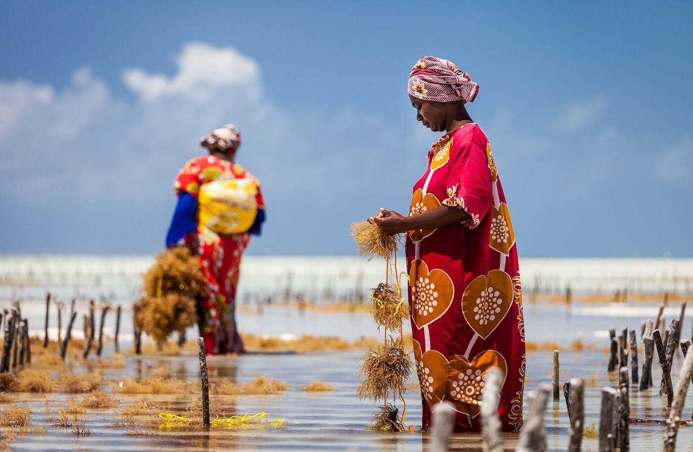 Mujeres recolectando algas en Jambiani durante la bajamar