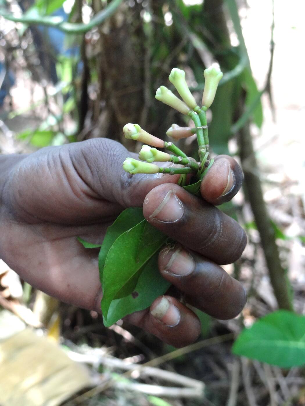 Clavo cultivado en una plantación de especias de Zanzíbar